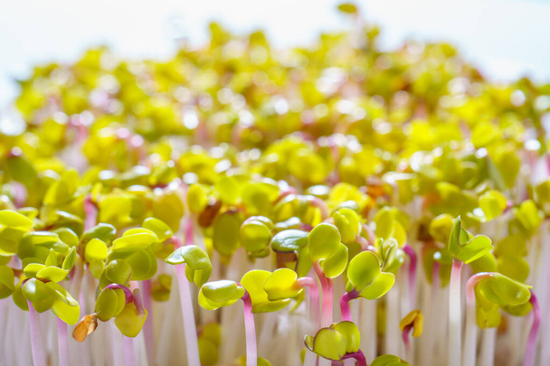 Fresh red radish sprouts close-up. Growing micro greens for a healthy diet. Vegan food. - Photo, Image