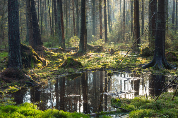 Natural coniferous stand of Bialowieza Forest Landscape Reserve - Photo, Image