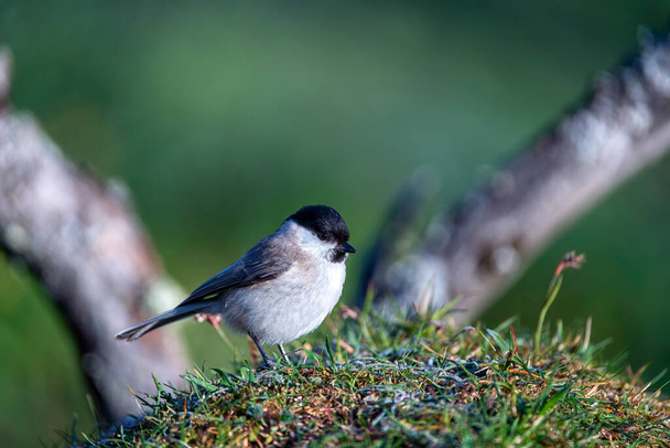 Marsh tit perched on a on the ground. Spain. - Photo, Image