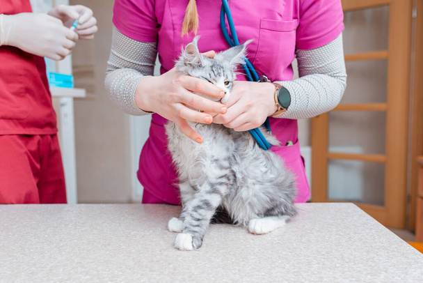 Con un ecoscopio, un gatito de raza pura es examinado en un hospital de animales.. - Foto, Imagen