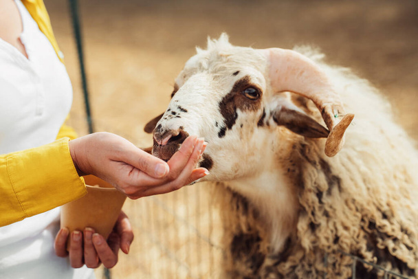 Alimentando un carnero en el zoológico. - Foto, Imagen