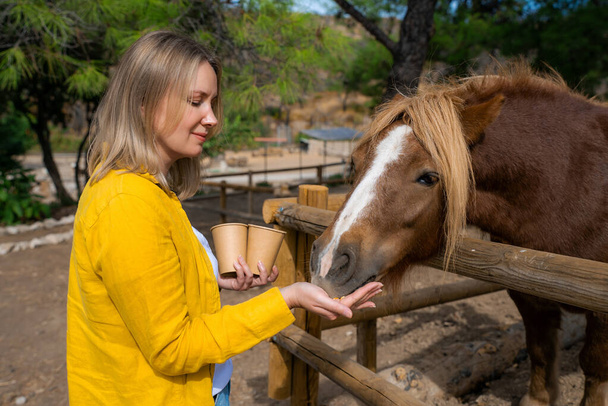 Una donna nutre un cavallo in una fattoria. - Foto, immagini