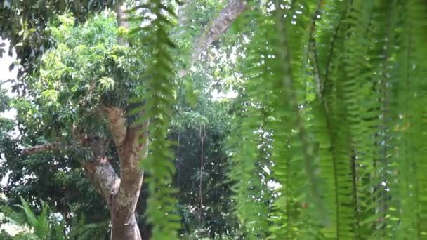 Zobacz krajobraz zewnętrzny ogród kurortu z kwiatem drzewa roślinnego, materiał dowodowy - Materiał filmowy, wideo
