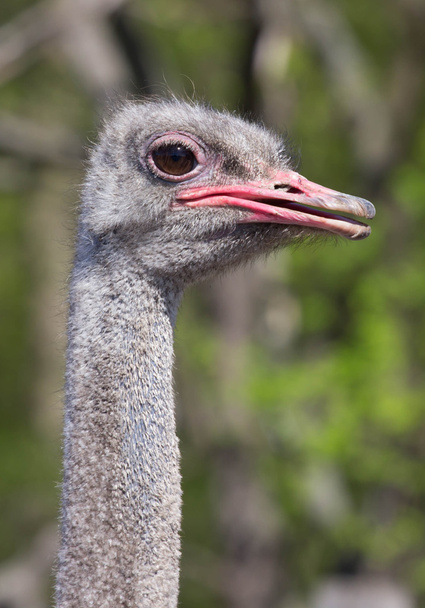 Ostrich head closeup - Valokuva, kuva