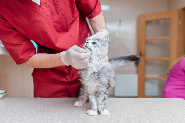 Jeune chaton Sibérien Maine Coon chat de race examiné par un vétérinaire dans un hôpital vétérinaire pour animaux. - Photo, image