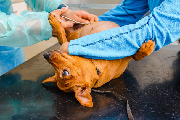 Собака лежит на столе в ветеринарной клинике, его послеоперационные швы снимают.. - Фото, изображение