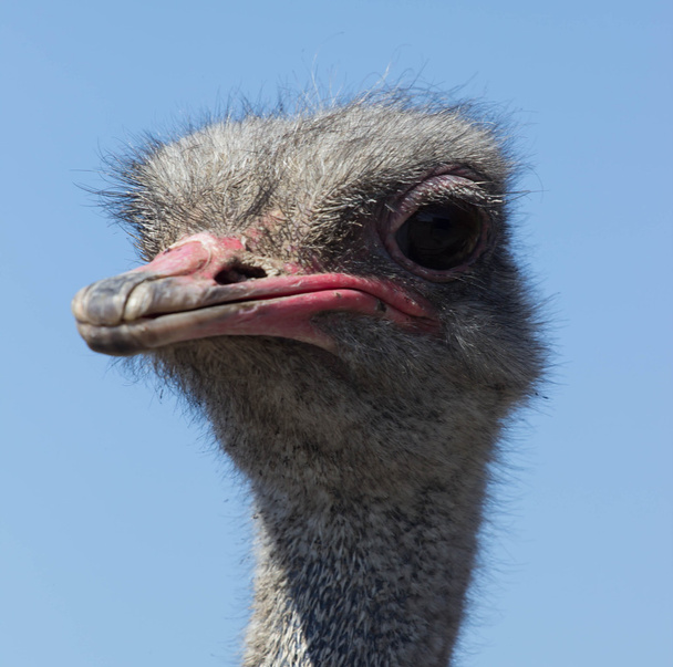 страус голову крупним планом
 - Фото, зображення