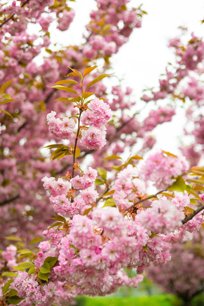 春に桜が咲きました. 桜の枝が咲いている春の背景. テンドルネス。 香料コンセプト. - 写真・画像