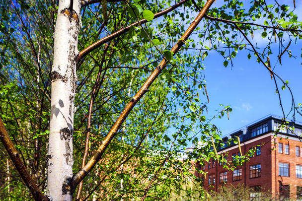 Small young birch in spring city park - 写真・画像