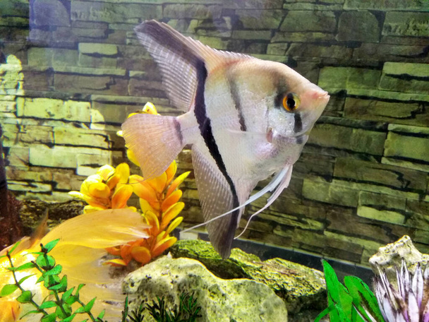 Pesci ornamentali in acquario - Foto, immagini