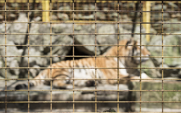 Blur tiger behind fence - Fotoğraf, Görsel