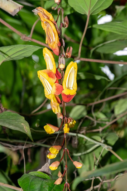 Κοντινό πλάνο ανθισμένου λουλουδιού Mysore trumpetvine (thunbergia mysorensis) - Φωτογραφία, εικόνα