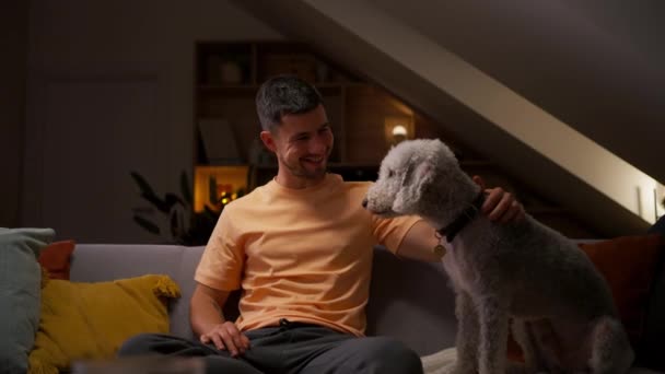Ευτυχισμένος άντρας χαϊδεύει το σκυλάκι του στο σπίτι. Όμορφος τύπος κάθεται στον καναπέ και χαϊδεύει γκρι κουτάβι το βράδυ - Πλάνα, βίντεο