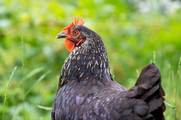 A large black  chicken in the garden on a background of green grass - Фото, изображение