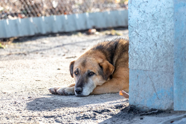 A dog with a sad look is lying on the asphalt near the house - Фото, изображение