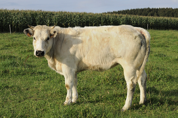 fehér tehén, ardennes - Fotó, kép