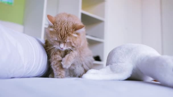 Lindo gato está lavando su lengua. Gato feliz lava, lame su pata. El gato miente. hermoso gato jengibre. mascota está descansando en la cama en la habitación.  - Metraje, vídeo