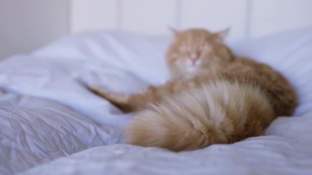 Cuki macska mossa a nyelvét. Boldog macska mos, nyalogatja a mancsát. A macska hazudik. Gyönyörű vörös macska. kisállat pihen az ágyon a szobában.  - Felvétel, videó