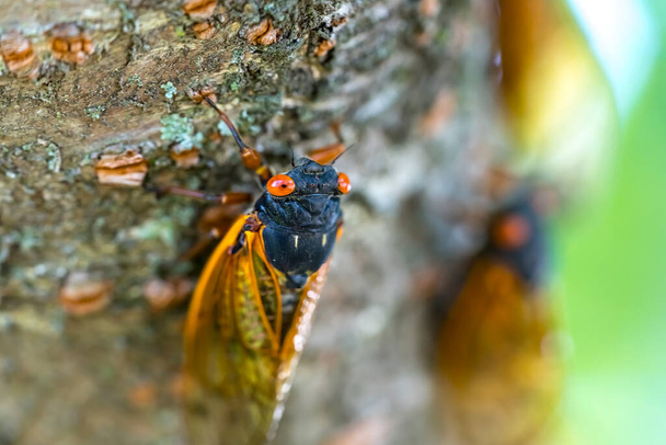 17-летняя цикада Magicicada cassini появляется в огромном количестве в Северной Америке каждые 17 лет, часто синхронизируя их ухаживания в массовых проявлениях. Описан в 1852 году, назван в честь Джона Кассина. - Фото, изображение