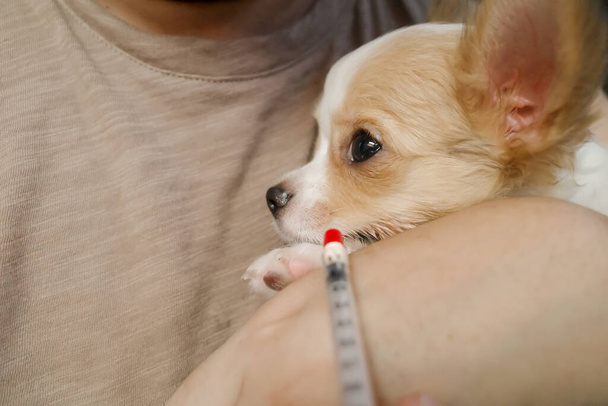 病気の小さな犬は,医療処置中に注射器を使用して液体薬で注入されます - 写真・画像