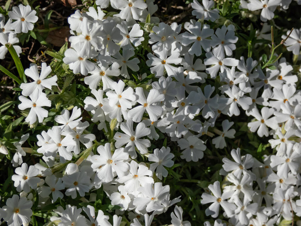 Lähikuva laukaus tiheä, matto muodostava, ikivihreä hiipivä leimukukka (Phlox subulata) "Maischnee" kukinnan valkoisia kukkia puutarhassa kirkkaassa auringonvalossa keväällä - Valokuva, kuva