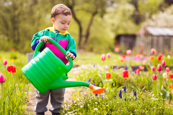 cute little boy watering flowers  - 写真・画像