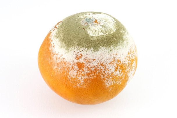 spleśniały pomarańczowy - Zdjęcie, obraz