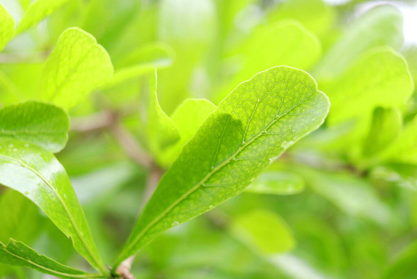 Terminalia Ivorensis Chev. zielone liście i krople są na liściu z żyłą szczegółową liści. - Zdjęcie, obraz