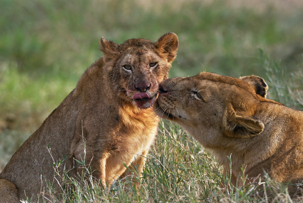 Leeuwin en cub - Foto, afbeelding