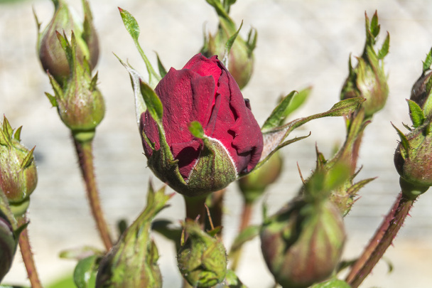 Piros rózsa rügyek - Fotó, kép