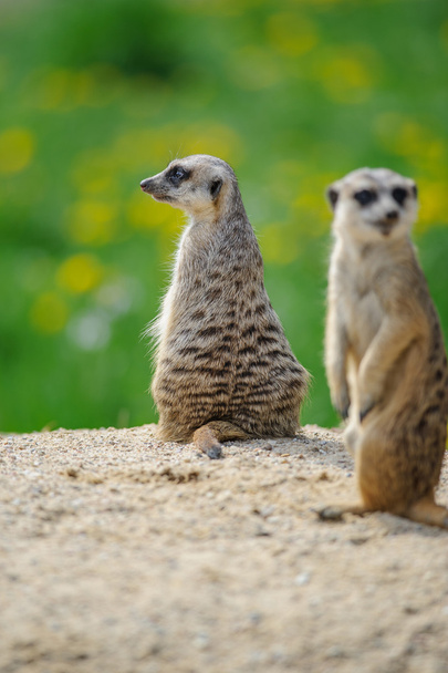 dois meerkats em observação
 - Foto, Imagem