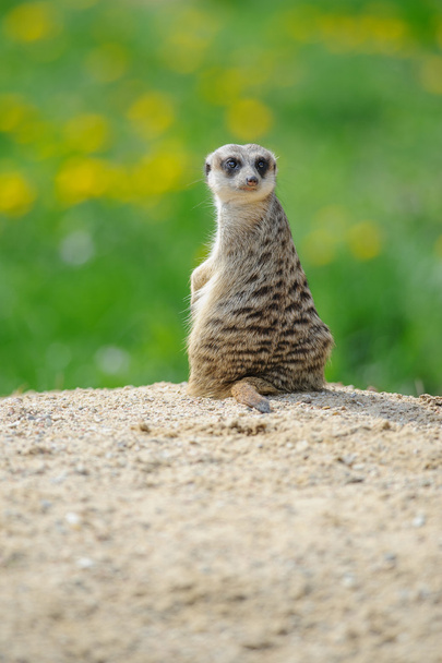Meerkat on watch with green grass in background - Photo, Image
