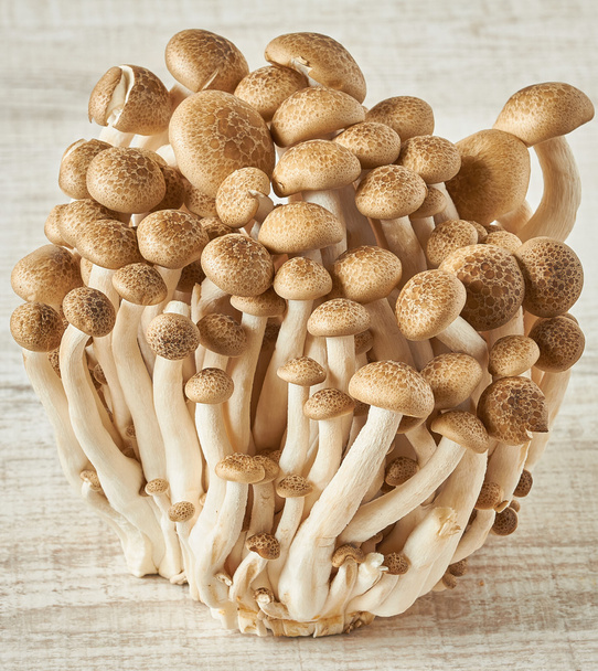 shimeji houby - Fotografie, Obrázek