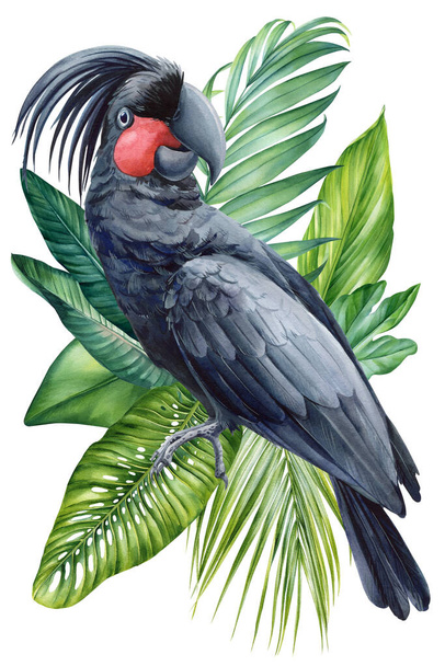 Чорне кокату з пальмовим листям на ізольованому білому тлі, акварельна ілюстрація, ручна намальована реалістична папуга птахів, рослина. Високоякісна ілюстрація - Фото, зображення