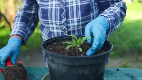 I giardinieri donna trapiantano a mano piante di pomodoro in vaso di plastica nero sul tavolo di legno. Filmati FullHD di alta qualità - Filmati, video