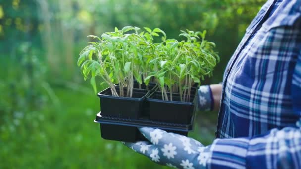 Toprak için tohumlar. Çiftçi, turba kaplarına domates ve biber tohumları naklediyor. Bitkileri açık arazide büyümeye hazırlıyorum. Ev işleri konsepti. Yüksek kaliteli FullHD görüntüler - Video, Çekim