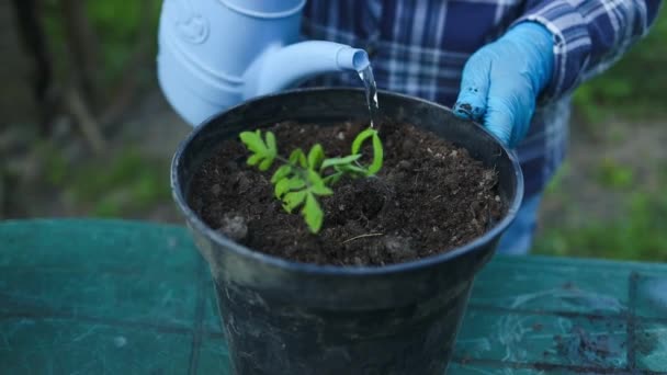 Riego de una planta de tomate con una regadera azul en una olla de plástico. Jardinería de primavera. Propagación.Trasplante de plántulas vegetales en suelo negro en las camas elevadas. Imágenes FullHD de alta calidad - Metraje, vídeo