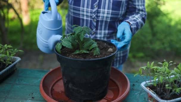 Riego de una planta de tomate con una regadera azul en una olla de plástico. Jardinería de primavera. Propagación.Trasplante de plántulas vegetales en suelo negro en las camas elevadas. Imágenes FullHD de alta calidad - Metraje, vídeo