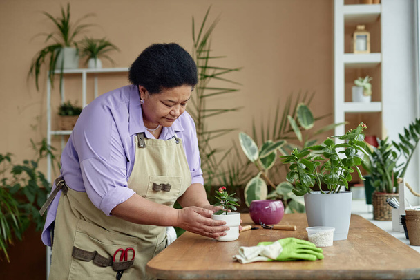 Side view portrait of African American senior woman repotting green plant with care and enjoying gardening at home, copy space - Photo, Image