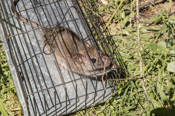 Brown rat in a mousetrap on green grass in the garden - Photo, Image