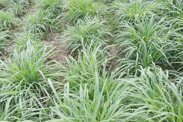 Reed canary grass on farm for animal food are cash crops. can mitigate greenhouse gas emissions and reduce nitrate leaching, acting as a buffer crop - Photo, Image