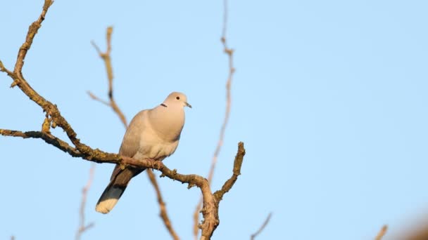 鳴らされた鳩は早朝に歌を歌い,野生生物,鳥の音 - 映像、動画