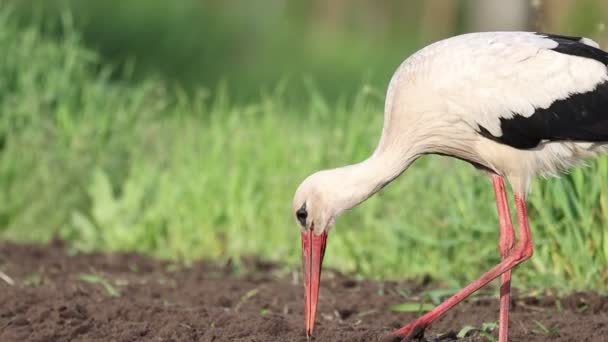stork collecting invertebrates slow motion, wildlife - Felvétel, videó