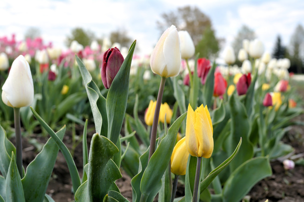 tulipes au printemps - Photo, image