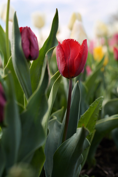 Tulipas em um campo de tulipas
 - Foto, Imagem