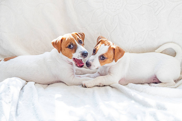 Beautiful little Jack Russell Terrier puppies lie on the sofa next to a friend. Caring for puppies - Photo, Image