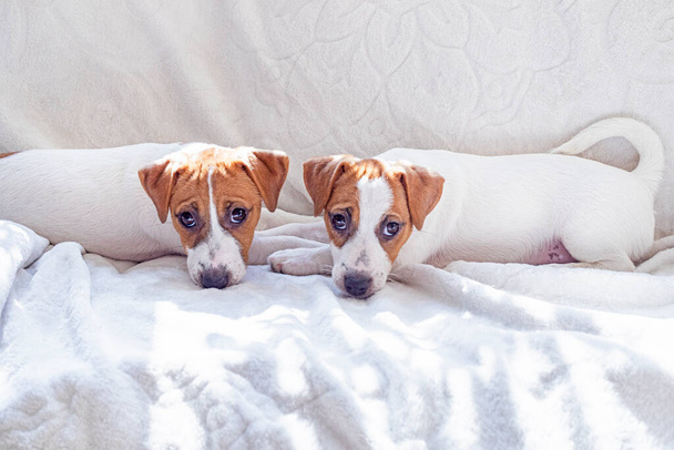pequeños cachorros Jack Russell terrier se encuentran en el sofá al lado del otro. El cuidado de los cachorros - Foto, Imagen