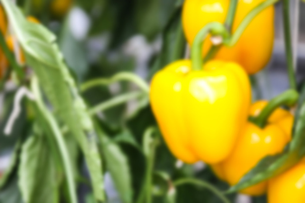 blurry defocused image of yellow sweet bell pepper paprika - Photo, image