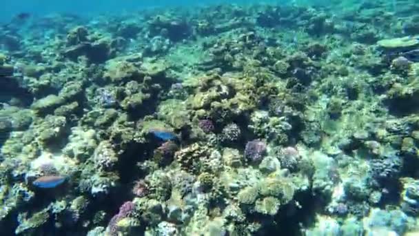 sohal surgeonfish, sohal tang - Acanthurus sohal - en Egipto, Mar Rojo, Marsa Alam en el arrecife de coral. - Metraje, vídeo