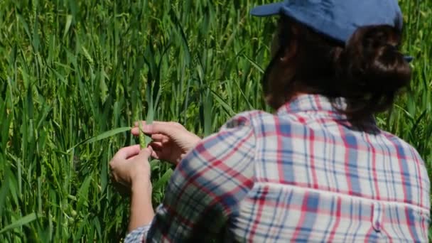 Las agricultoras controlan el trigo verde en el campo agrícola en un día soleado - Metraje, vídeo